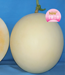 瑞红 甜瓜