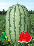 ũ