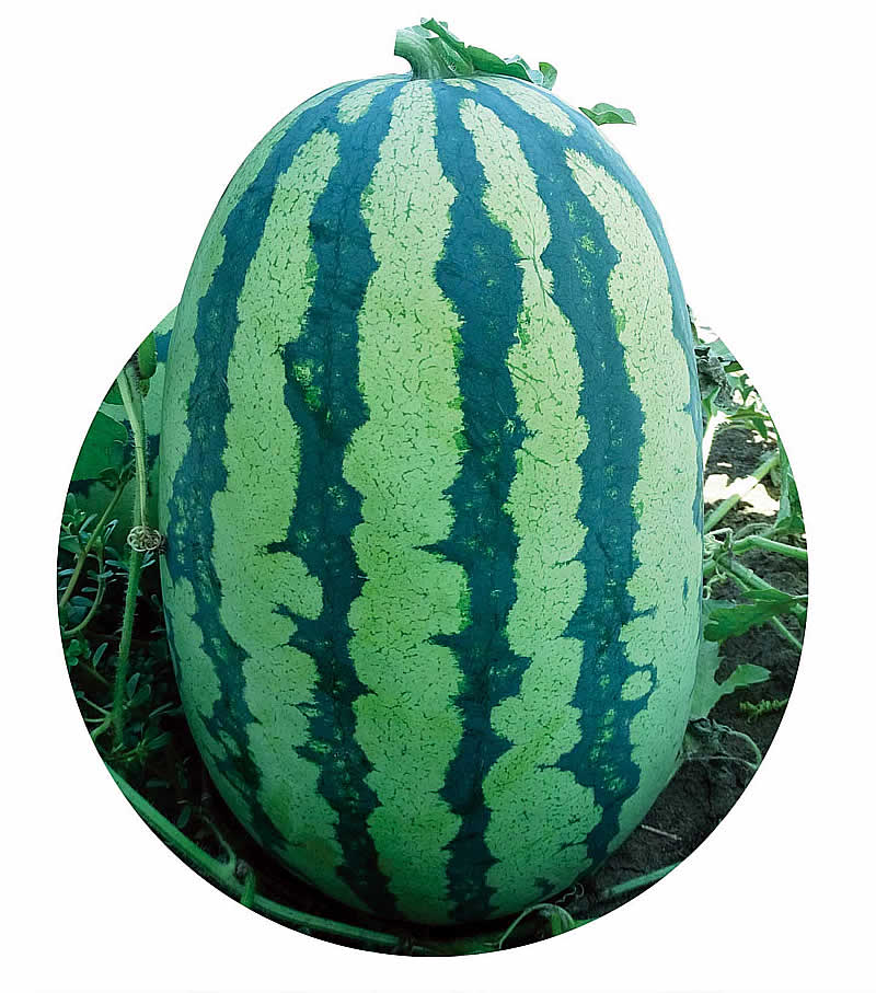 拓丰898