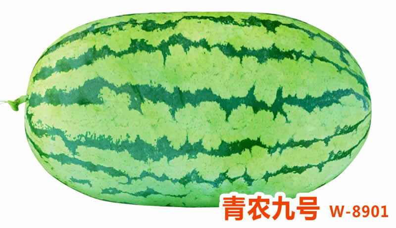 青农九号